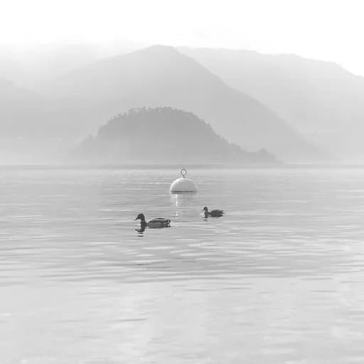 Open-water swimmer practising sighting